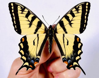 Papilio canadensis real yellow butterfly unmounted  for artwork taxidermy art project insect collection