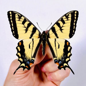 May include: A striking yellow and black butterfly, its wings adorned with detailed patterns. The butterfly is held against a plain white backdrop, highlighting its delicate features and contrasting colours. The wings are fully extended, revealing the intricate design.