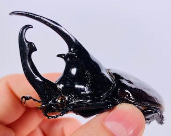 Augosoma centaurus Central African Republic (CF) - Wild caught - Rhinoceros beetle unmounted for entomology collections or artwork/taxidermy