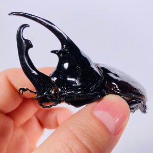 African Rhinoceros beetle Augosoma centaurus A- for art project, insect collection or taxidermy artwork