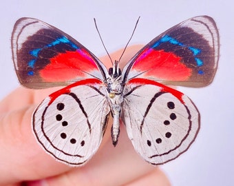 Perisama euriclea butterfly for insect artwork, butterflies collection or taxidermy project.