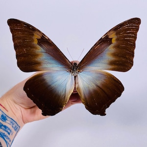 Morpho Cisseis/phanodemus Peru (PE) - Wild Caught - Blue Orange