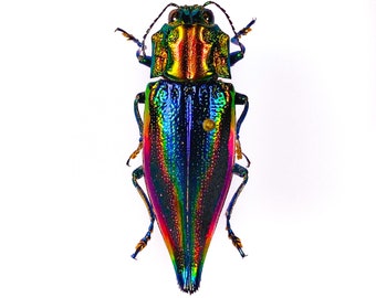 ❇虹の石♎タマムシの森☘️宝石♊ポンカーン♉レクライ⭐️星空♐オーロラ✨️ ❇虹の石♎タマムシの森☘️宝石♊ポンカーン♉レクライ⭐️星空