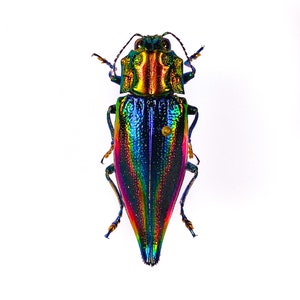 Véritable coléoptère métallique arc-en-ciel Cyphogastra javanica Indonesia-ID, oeuvre d&#39;art insecte non montée, collection d&#39;insectes, projet de taxidermie