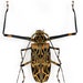 see more listings in the Unmounted beetles section