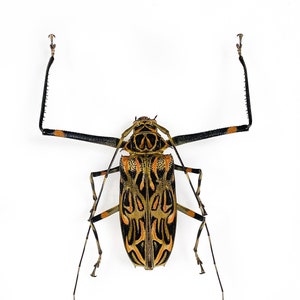 Real harlequin long horned beetle for insect artwork Acrocinus longimanus, Unmounted insect