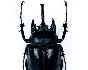 Real Giant rhino beetle for insect art project Megasoma actaeon Unmounted bug