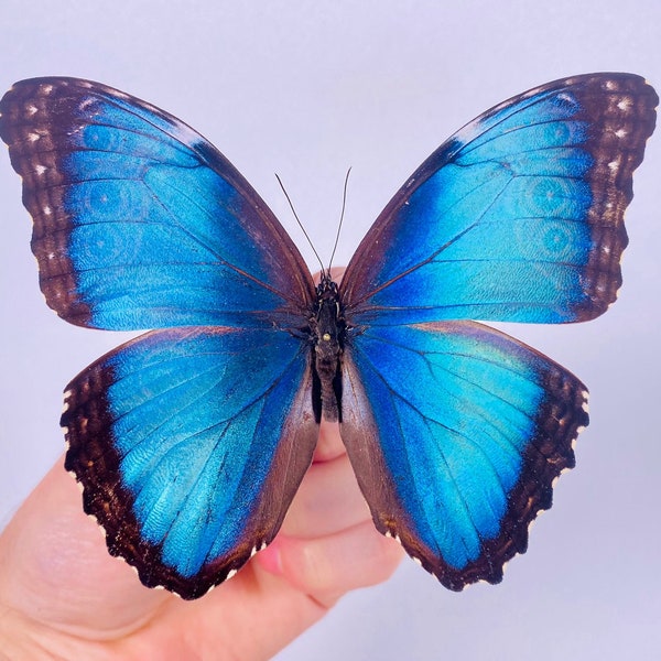 Morpho helenor narcissus butterfly for insect artwork, butterflies collection or taxidermy project.