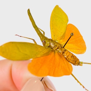 May include: A preserved insect with yellow and orange wings. The insect is pinned to a white background.