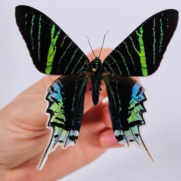 Urania leilus moth Unmounted for artwork taxidermy art project insect collection