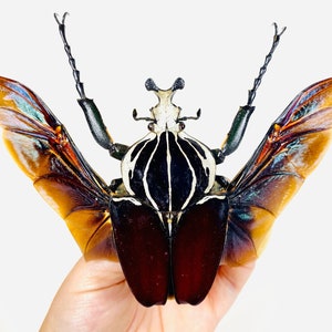 Goliathus goliatus Kenya (KE) - Sauvage - Scarabée goliath démonté pour oeuvre d&#39;art, taxidermie et collection d&#39;insectes