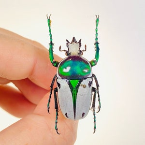 Coléoptère vert et blanc Rhamphorhina bertolonii RDC - CD, coléoptère non monté pour oeuvre d&#39;art sur les insectes, collection de coléoptères ou projet de taxidermie.