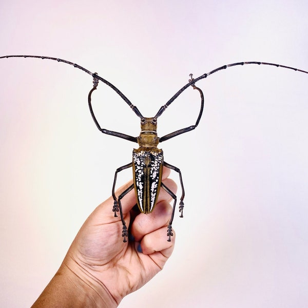Gigantesque longicorne Batocera wallacei Unmonted pour les œuvres d'art, le projet de taxidermie et la collection d'insectes.