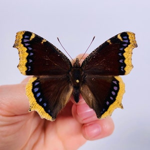 Mourningcloak butterfly Nymphalis antiopa for artwork taxidermy art project insect collection image 1