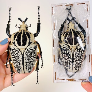 Coléoptère géant noir et blanc Goliathus orientalis RDC - CD, Unmonted pour œuvres d&#39;art, projet de taxidermie et collection d&#39;insectes.
