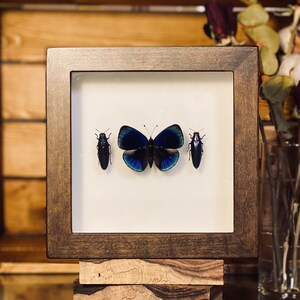 Puede incluir: Una vitrina enmarcada que presenta una mariposa azul y negra con dos escarabajos negros a cada lado. El marco es de madera oscura y está sentado sobre una pila de bloques de madera.