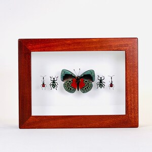 Puede incluir: Una vitrina enmarcada que presenta una mariposa verde y roja con cuatro insectos más pequeños. El marco es de madera oscura.