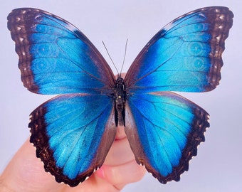 Morpho helenor narcissus butterfly for insect artwork, butterflies collection or taxidermy project.