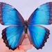 see more listings in the Unmounted butterflies section