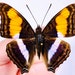 see more listings in the Unmounted butterflies section