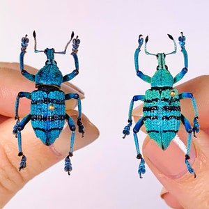 May include: Two blue and green iridescent beetles with black stripes and gold dots on their bodies. The beetles are held by fingers against a white background.