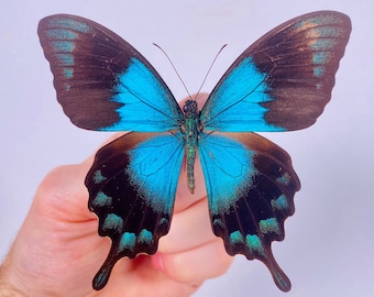 Papillon Papilio lorquinianus pour oeuvre d'art sur les insectes, collection de papillons ou projet de taxidermie.
