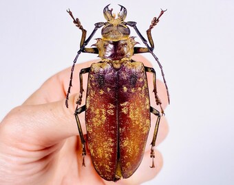 2 A-1 Stephanocrates Preussi 46mm Cameroon Real Unmounted Beetle