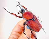 昆虫標本 ウガンダ　ウガンデンシス　4匹セット 000000005204_vIVIU1V.jpg