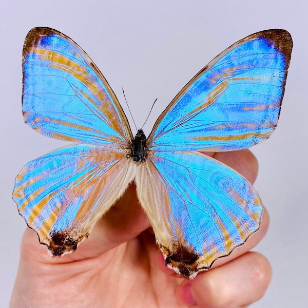 Morpho sulkowskyi real blue white mother of pearl morpho butterfly unmounted  for artwork taxidermy art project insect collection