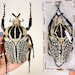 see more listings in the Unmounted beetles section