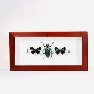 Natuurwonder collectie - Blauw metallic Anoplophora & meer ! - Echte insecten - Canadees hardhouten frame