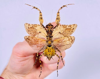 Mantis Theopompa Servilei pour oeuvre d'art sur les insectes, collection de mantes religieuses ou projet de taxidermie.