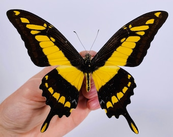 Großer gelber Schwalbenschwanz Papilio thoas für Kunstwerk Tierpräparation Kunst Projekt Insektensammlung