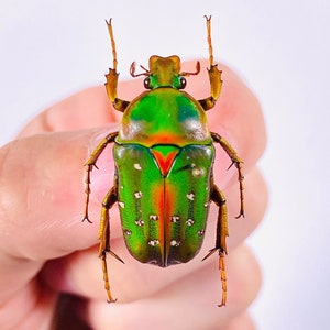 Stephanorrhina sp Cameroun (CM) - Sauvage - Coléoptère, vert orange tacheté de blanc, non monté pour oeuvre d&#39;art ou collection d&#39;insectes