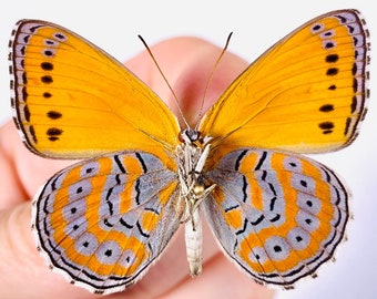 Crenis pechuelli RCA, mariposa sin montar para obras de arte de insectos, colección de mariposas o proyecto de taxidermia.