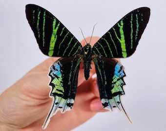 Urania leilus Peru (PE) - Wild caught - Green-banded urania moth unmounted for artwork taxidermy art project insect collection