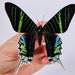 see more listings in the Unmounted butterflies section