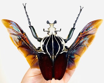 ケニア産ゴライアスオオカブト（野生捕獲） - 美術品、剥製、昆虫標本