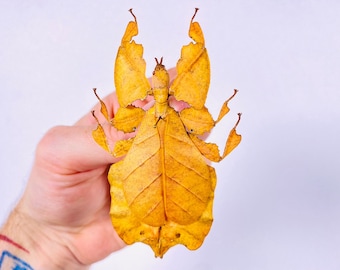 Phyllium pulchrifolium leaf insects for insect artwork, stick insects collection or taxidermy project.