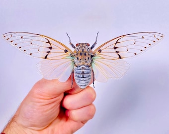 Ayuthia spectabilis cicada pour oeuvre d'art sur les insectes, collection de cigales ou projet de taxidermie.