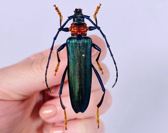 Aphrodisium faldermannii Malaysia (MY) - Wild caught - Long horned Asian beetle, red neck blue metallic unmounted for artwork and collection