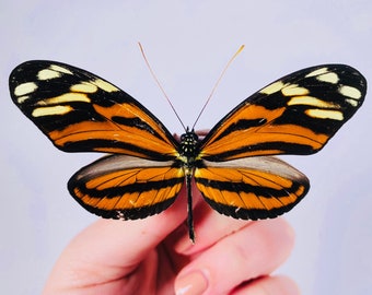 Heliconius ismenius butterfly for insect artwork, butterflies collection or taxidermy project.