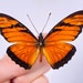 see more listings in the Unmounted butterflies section