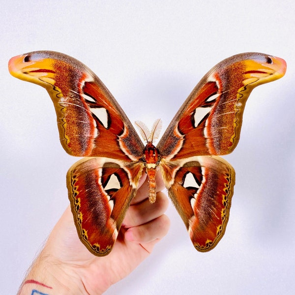 Attacus atlas mâle cobra moth pour les œuvres d’art d’insectes, la collection de papillons ou le projet de taxidermie.