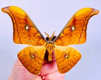 Antheraea frithi pedunculata male real dry yellow orange moth butterfly insect unmounted for artwork taxidermy art project insect collection