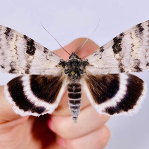 Catocala relicta real moth butterfly unmounted for artwork taxidermy art project insect collection image 1