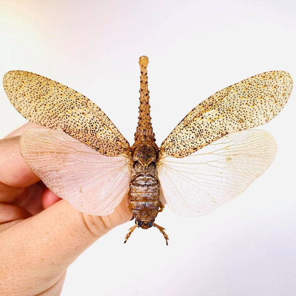 Crocodile head planthopper Zanna nobilis Unmounted insect for artwork or taxidermy art project