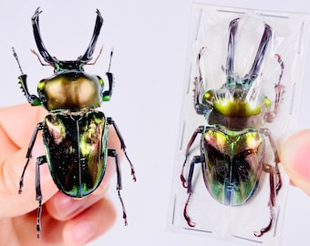 Phalacrognathus muelleri real rainbow stag beetle insect unmounted  for artwork taxidermy art project insect collection