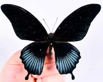 Papilio lowi male real dry butterfly insect unmounted for artwork taxidermy art project insect collection