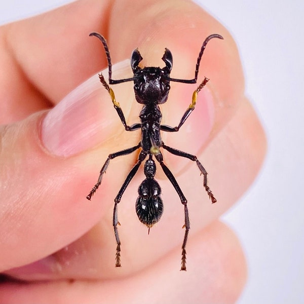 Paraponera clavata bullet fourmi insecte démonté pour oeuvre d'art taxidermie projet d'art collection d'insectes